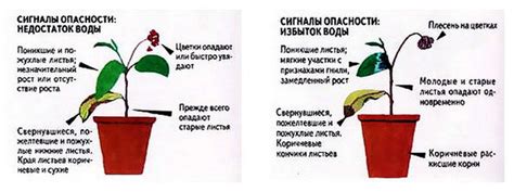 Признаки недостатка и избытка влаги