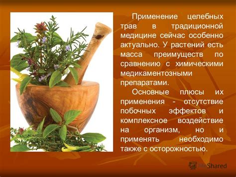 Применение лесных опят в традиционной медицине