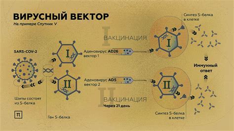Принцип действия и эффективность вакцины