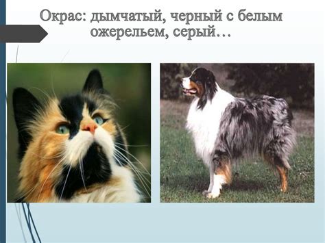 Приобщение к природе: плюсы домашнего животного