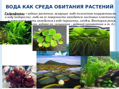 Приспособления к водным средам