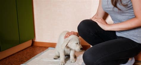 Приучение собаки ходить на пеленку: методы и советы