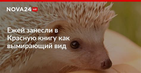 Причины включения ежей в красную книгу Беларуси