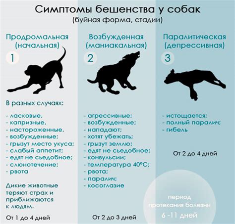 Причины возникновения бешенства у щенков