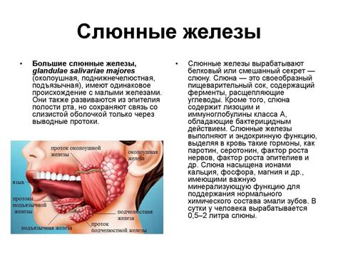 Причины возникновения воспаления слюнной железы