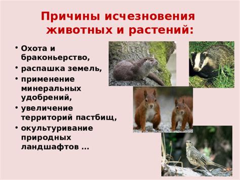 Причины исчезновения котов