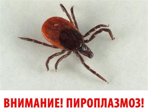 Причины повышенной температуры после укуса собаки