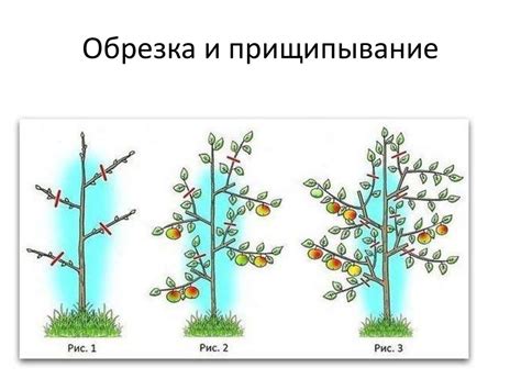 Прищипывание и обрезка космеи