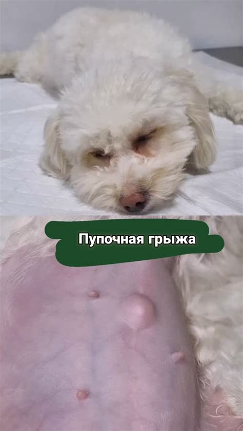 Проблемы при родах у собак с пупочной грыжей