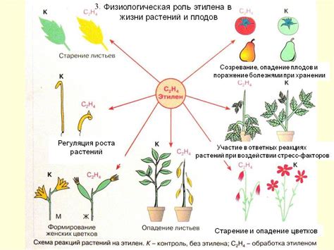 Продление срока плодоношения и продуктивной жизни растений