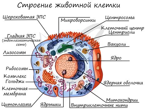 Происхождение акантофобии и ее причины