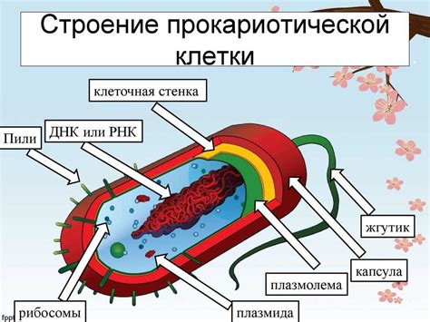 Прокариотические клетки: митохондрии в них отсутствуют