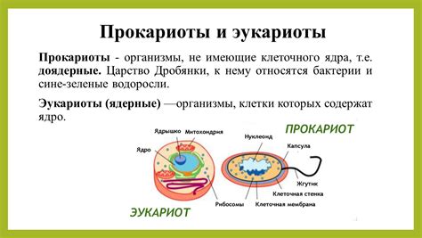 Прокариоты - отсутствие клеточного ядра