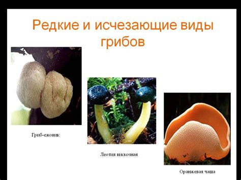 Промышленное использование грибов мицелия и перспективы их развития