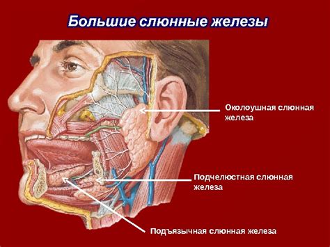 Простуда и ее влияние на слюнные железы