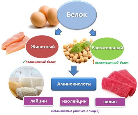 Протеин и его роль в похудении
