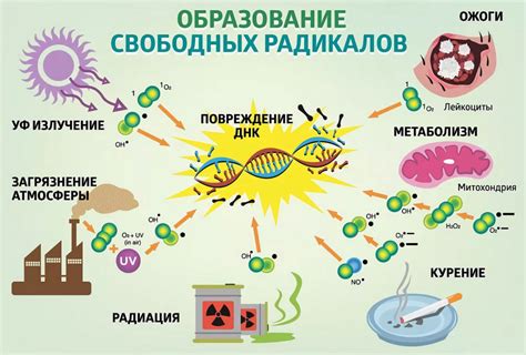 Протеин и жиросжигатель: взаимодействие в организме