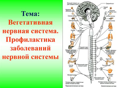 Профилактика заболеваний нервной системы