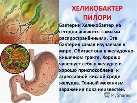 Профилактика хеликобактер пилори
