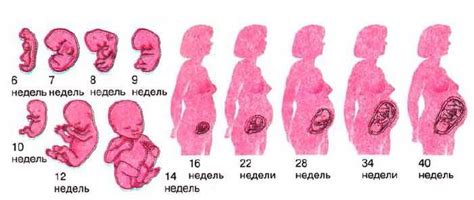 Процессы развития эмбриона на 8 неделе