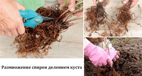 Процесс деления куста спиреи