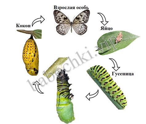 Процесс развития личинки
