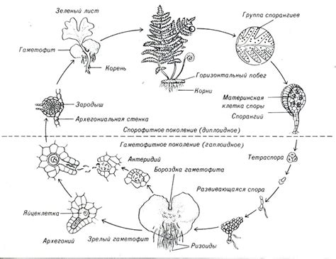 Процесс размножения аметиста