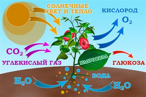 Процесс фотосинтеза