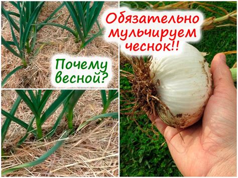 Прочие преимущества снятия мульчи с чеснока весной