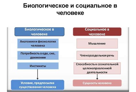 Психологические и социальные аспекты природы человека