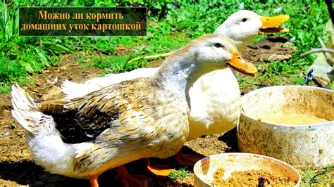 Пшено для кормления уток