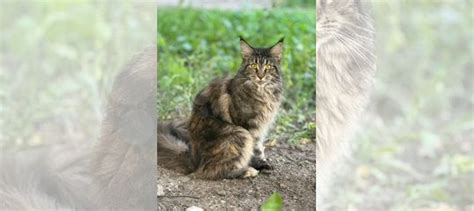Работа мейн кун на улице: требования и правила