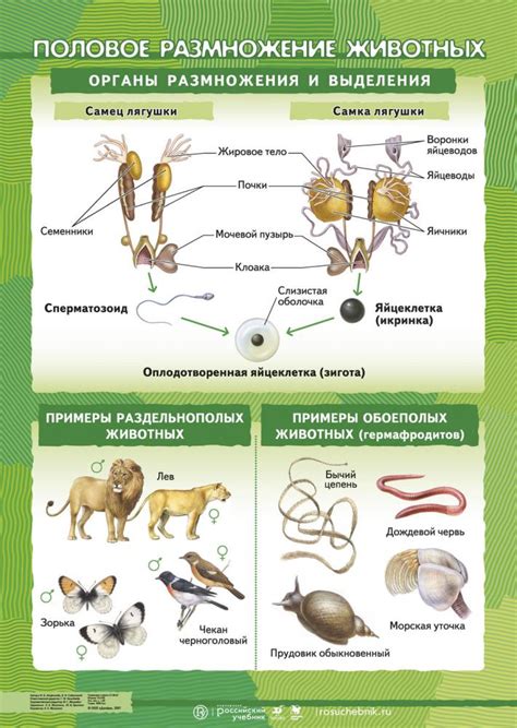 Развитие и размножение