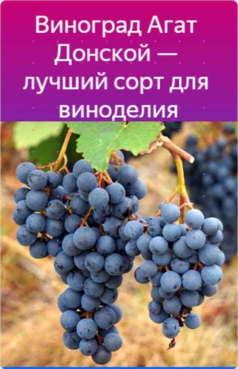 Раздел 1: Виноград для виноделия