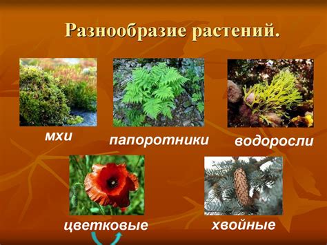 Разнообразие олеандровых растений