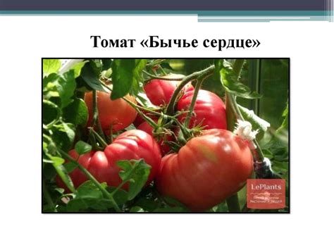 Разработка новых сортов