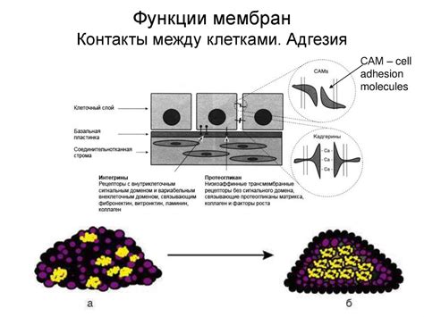 Разрыв связей между клетками