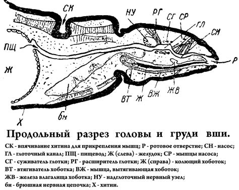 Разъяснение мифа о вшах на теле человека