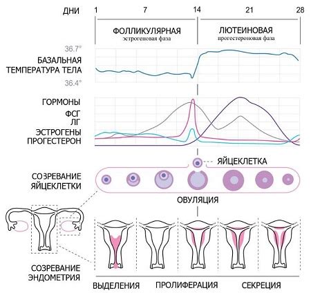 Ранняя менструация: какие факторы влияют на цикл