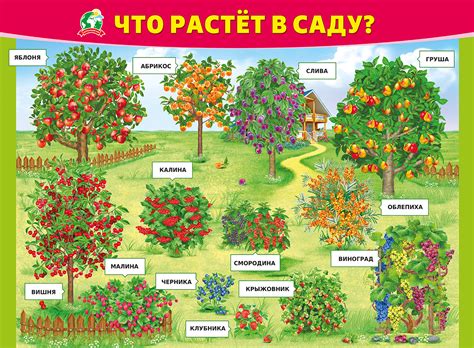 Расположение растений в саду и огороде