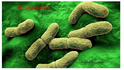 Распространение бактерии Yersinia pestis