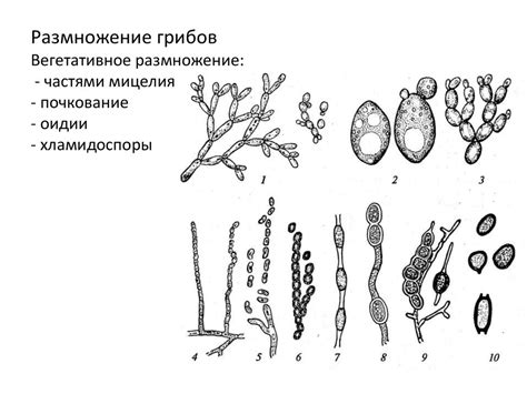 Распространение и сезонное появление грибов мицелия