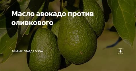 Распространенные мифы о прищипывании авокадо
