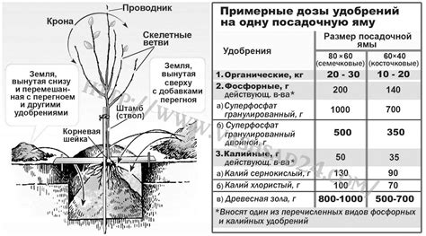 Расчет необходимых площадей для совместной посадки овощей