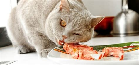 Рацион кастрированного кота