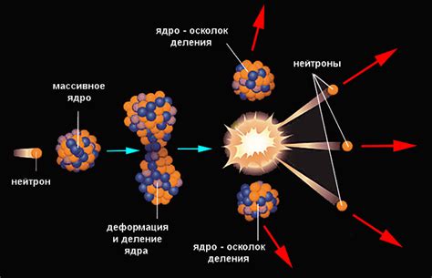 Реакция организма и её значение