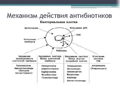 Реакция организма на антибиотики