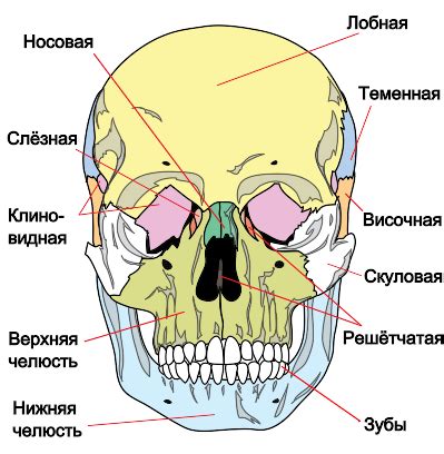 Реальность костей в языке