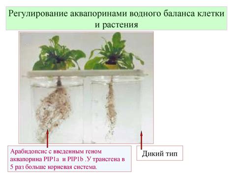 Регулирование размера растения