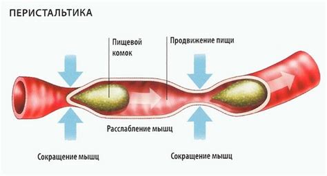 Регулирует систему перистальтики кишечника